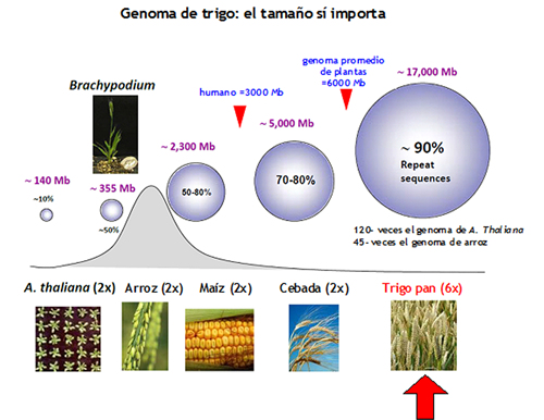 Genoma de trigo