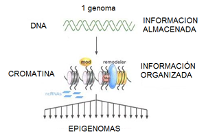 Epigenética, redescubriendo la información del ADN