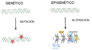 Epigenética, redescubriendo la información del ADN