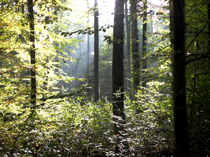 Región boscosa de Constanza