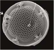 Fig. 1. Imagen de Thalassiosira curviseriata, una diatomea típica del Estuario de Bahía Blanca Fig. 1. Imagen de Thalassiosira curviseriata, una diatomea típica del Estuario de Bahía Blanca