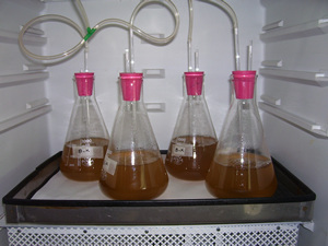 Fig. 2. Cultivo de diatomeas con técnicas de cultivos convencionales Fig. 2. Cultivo de diatomeas con técnicas de cultivos convencionales