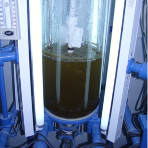 Fig. 3. Cultivo de diatomeas en un fotobiorreactor Fig. 3. Cultivo de diatomeas en un fotobiorreactor